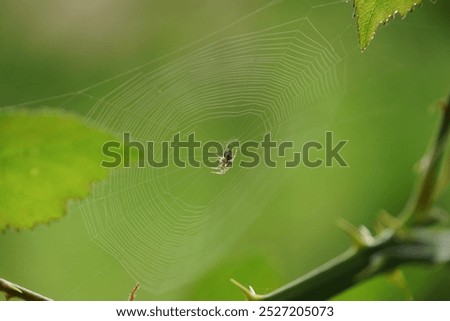 Foto Bild Gras grün Sommer Wiese