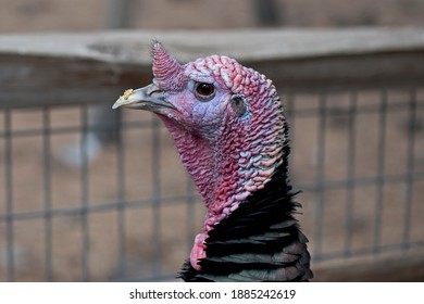 This Beautiful Turkey Is Pardoned But Caged.