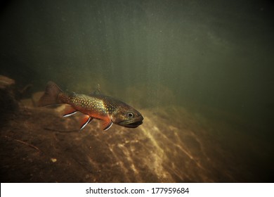 This is a beautiful wild brook trout underwater in a spring fed stream.