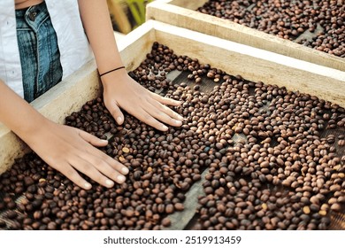 This beautiful woman who owns homemade coffee is drying selected coffee beans and after drying they will proceed to the roasting process and stored in bamboo baskets, soft focus. - Powered by Shutterstock