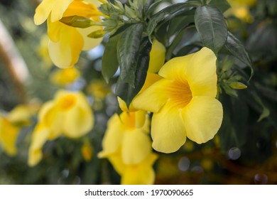 Alamanda Flower Hd Stock Images Shutterstock