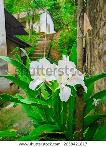 This is a beautifully captured image of white ginger lilies (Hedychium coronarium) in full bloom, standing out vibrantly against the lush green foliage. 