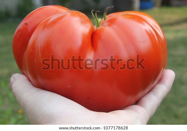 This Beefsteak tomato is huge juicy firm and\
fruity. It has a short green stem and shows a just picked large\
sweet tasting market fresh fruit hand held to show the big size of\
the shiny tomato.