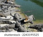 This behavior is a way for the crocodile to release the heat from its body. It