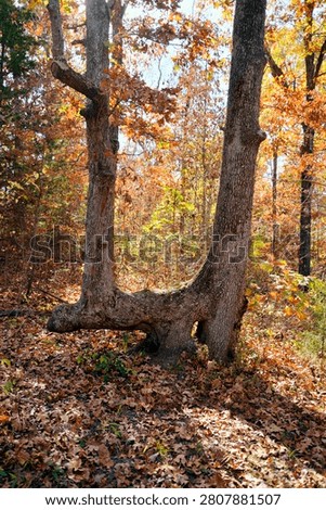 This bent tree is possibly a trail marker tree deliberately bent by native Americans or early settlers to help navigate a trail, path or route. It also might be the result of storm damage eventually growing into its unnatural shape.