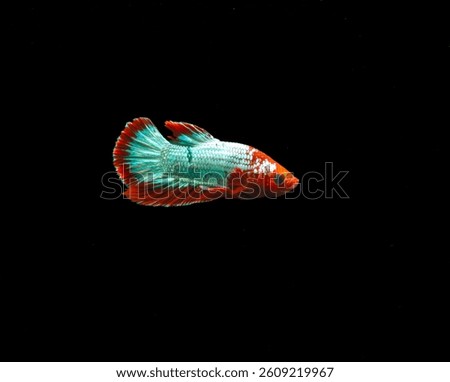 This betta fish is captivating Its body shimmers in a brilliant turquoise hue with each scale reflecting light beautifully. The contrast between its red head and flowing fins creates a stunning effect