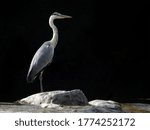 This Bird is Héron Cendré 