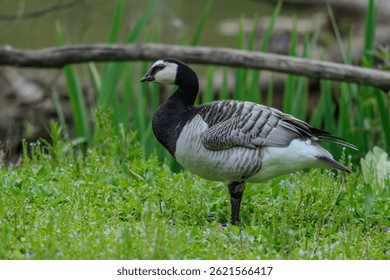 this bird is a bernacle goose