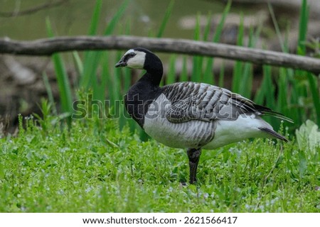 this bird is a bernacle goose