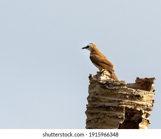 This is a bird and branch.