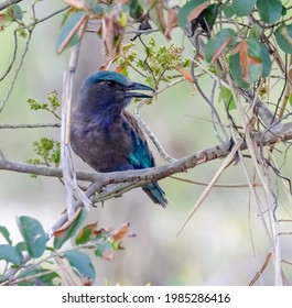 This is the bird and branch.