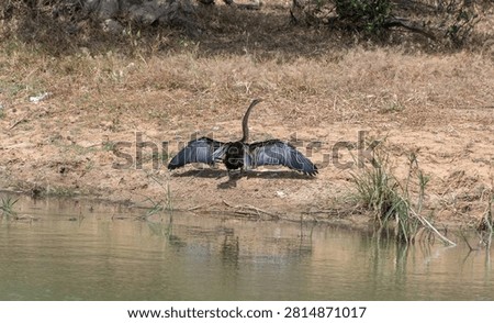 This bird is an Oriental Darter (Anhinga melanogaster), also commonly known as a snakebird. Sri Lanka
