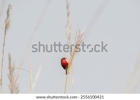 Similar – Forest strawberries in grass