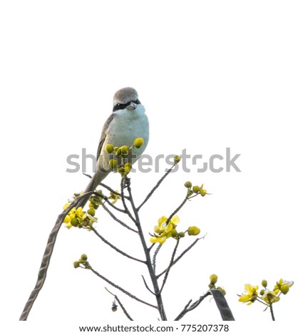 Similar – Image, Stock Photo titmouse spring