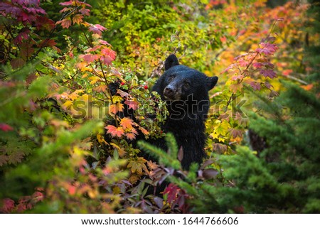 This Black Bear was gorging herself on berries fattening herself up for her winter slumber.