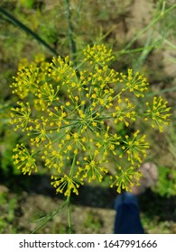 This Is Black Mustard Flower