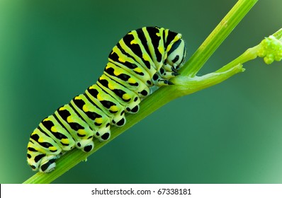 This is a black swallowtail larva on a celery stem (Papilio polyxenes)
 - Powered by Shutterstock