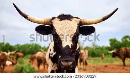 This black and white longhorn cow walks up to say hello on a ranch in Texas.