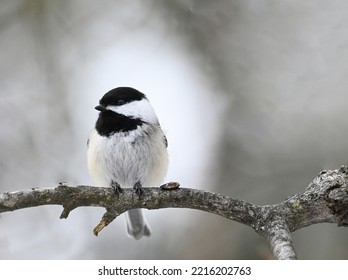 This black-capped chickadee took a break before enjoying its sunflower seed.