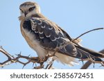 This Black-shouldered Kite bird photo was taken in Barda Sanctuary. The Black-shouldered Kite is sitting on a tree with a blue sky visible behind it. The photo was captured using a Canon 90D with Sigm