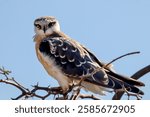 This Black-shouldered Kite bird photo was taken in Barda Sanctuary. The Black-shouldered Kite is sitting on a tree with a blue sky visible behind it. The photo was captured using a Canon 90D with Sigm