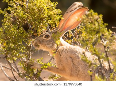 This black-tailed jackrabbit munching on a creosote bush in Veteran's Oasis Park in Chandler, Arizona.