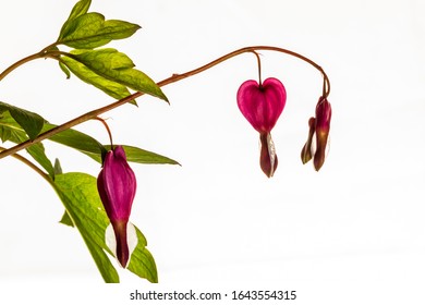 This Is A Bleeding Heart Plant ! 