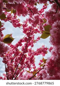 This is a blooming sakura tree. 