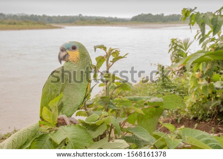 This Blue-fronted Amazon rests along  the bank of  the Napo River in Ecuador's Amazon Basin.  Intelligent, beautiful, noisy--these parrots are amazingly hard to see when they disappear ina leafy tree.