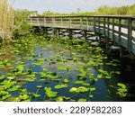 This boardwalk is along the Anhinga Trail in the Everglades National. 