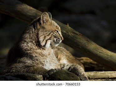 This Bobcat is sunning himself in the fall.