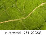 This breathtaking aerial photograph offers a sweeping view of the Long Coc Tea Plantation, a picturesque region nestled in Vietnam’s northern highlands. 