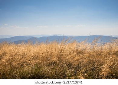 This breathtaking panorama showcases majestic mountains and golden grass swaying in the warm breeze - Powered by Shutterstock