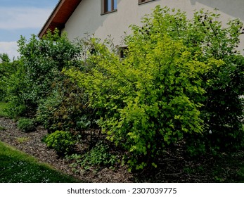 This bright yellow melt forms a tall, decaying shrub with strongly overhanging branches. The basic shoots develop upright, the annual shoots are slightly hairy. Bark Yellow green leaves 