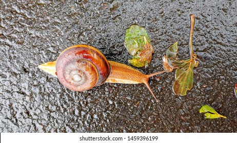 This is brown great snail and Molluse.