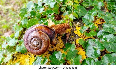 This is brown great snail and Molluse.