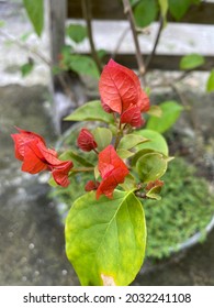 This Is Bud Bougainvillea Flower. It Will Be Very Beautiful If There Are Many Colors In One Tree.  One Of The Trees That Can Be STEK To Multiply Plants In One Tree.