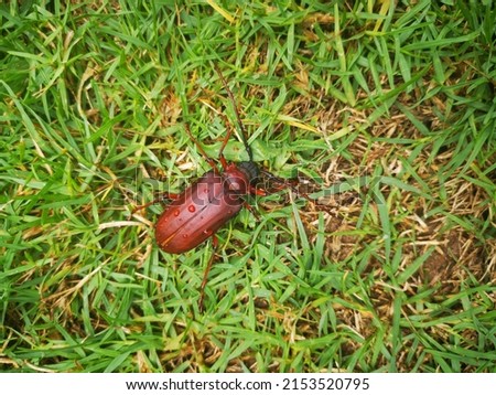 This bug is Prionus californicus