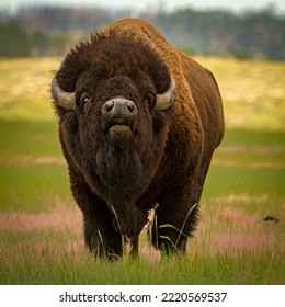 Este es un bisonte toro en celo. muy intimidante e impredecible
