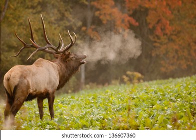 This Bull Is Making His Presence Known With His Bugling As The Cool, Crisp Air Leaves A Lasting Impression.
