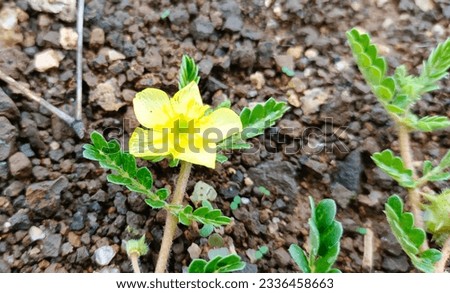 This is buttercup flower. It is yellow color is very attractive. It's pettals is very thin.