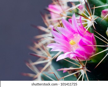 This is cactus flower.