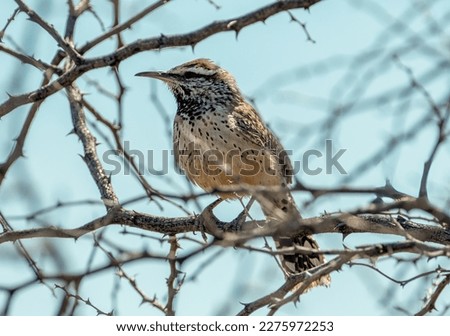 This Cactus Wren perched in a thorn covered bush in the New Mexico desert scrub.