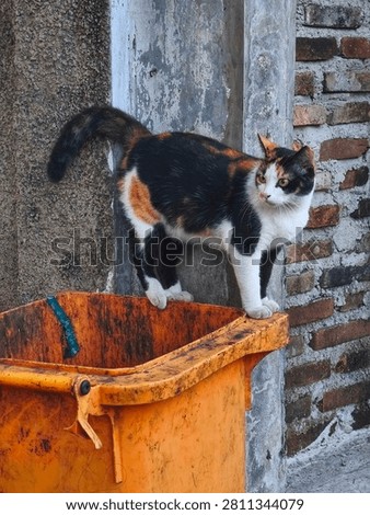 This calico cat features a distinctive three-color pattern, with black, orange, and white predominating on its chest and legs.