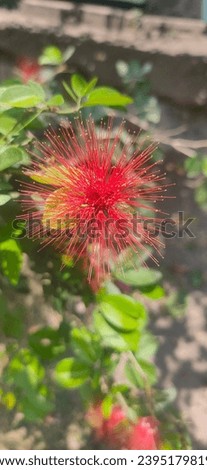 This is a Calliandra flower, I photographed this flower when I visited my neighbor's house, it looks beautiful and attractive.