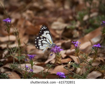 This is a caper white butterfly. They are currently undergoing a mass migration in Queensland, Australia which only happens every 6-10 years. Black White and Yellow butterfly rests on a purple flower.