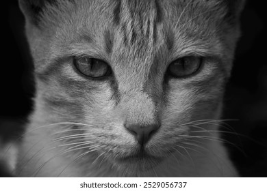 This captivating close-up image features the intense gaze of a cat, showcasing its textured fur and sharp, expressive eyes. The black-and-white composition enhances the fine details of the cat’s face. - Powered by Shutterstock