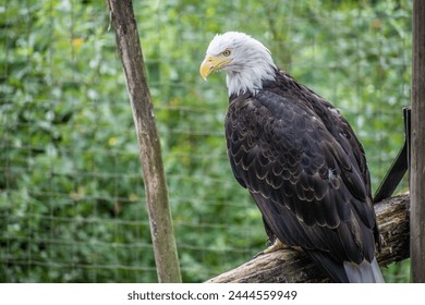 This captivating image captures the essence of the iconic bald eagle bird in all its majestic glory with open mouth.
