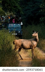 This captivating image captures a sambar deer walking alertly through the jungle. The deer's keen eyes and attentive posture suggest a heightened awareness of its surroundings.