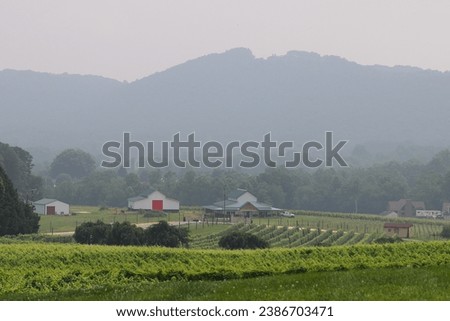 This captivating image captures a scenic view of the rolling vineyard of Raffidini Vineyards in Ronda, North Carolina